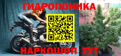 стаф Можга